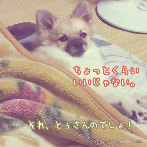 毛布をきるポメラニアン