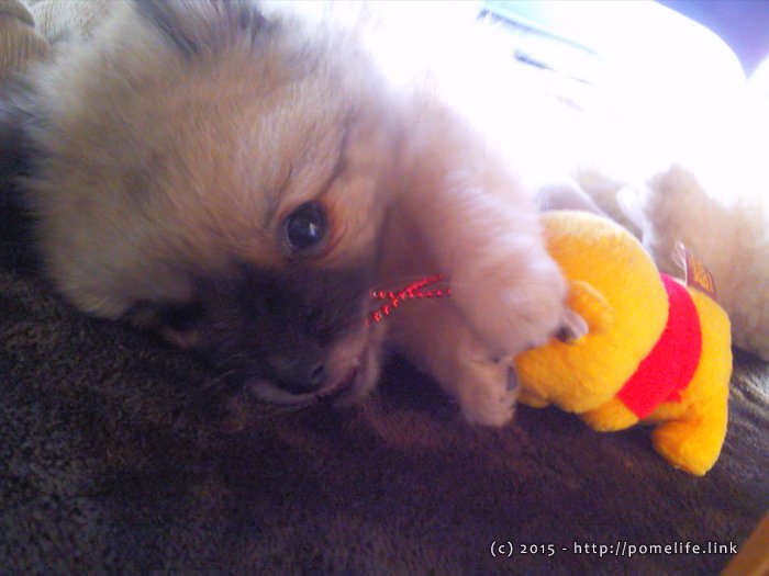 ぽめこじの友だちぷぅさん。