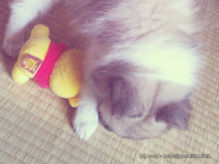 友だちのぷぅさんと遊ぶぽめこじ。