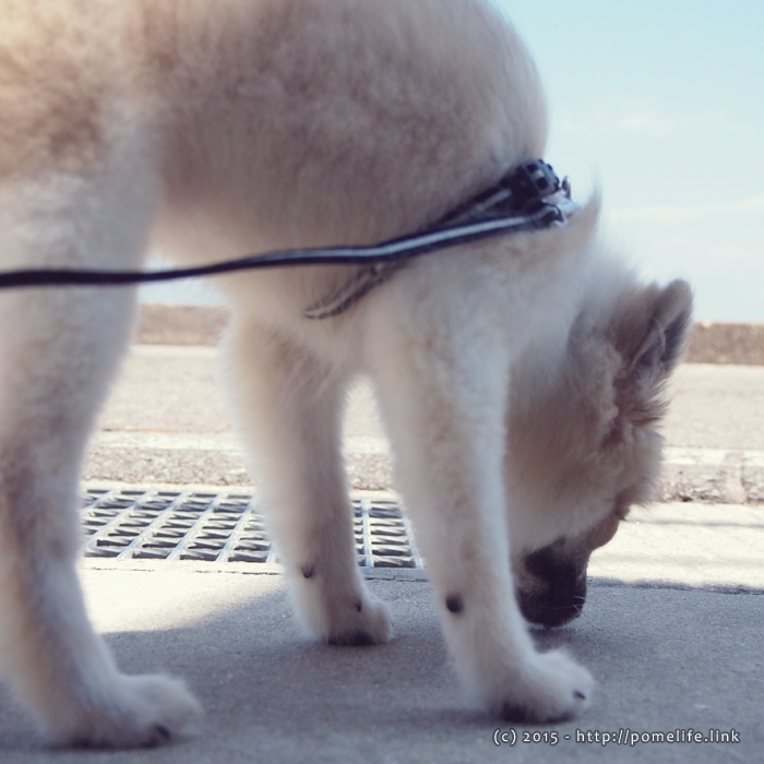 ポメラニアンのはじめてのお散歩