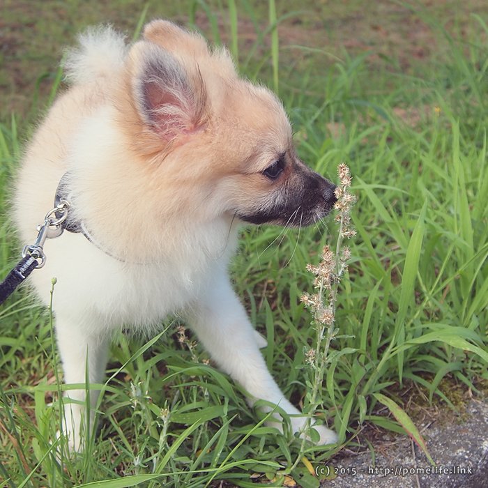 ポメラニアンのはじめてのお散歩