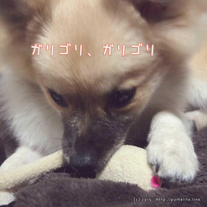 おもちゃをかじるポメラニアン
