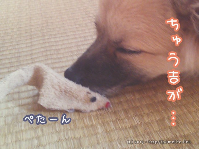 ポメラニアンとちゅう吉