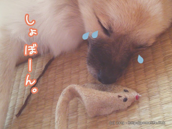 悲しむポメラニアン