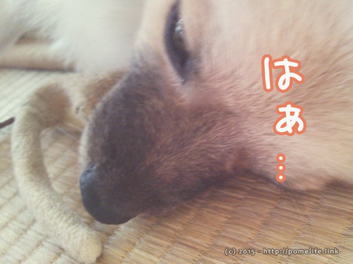 ポメラニアンとちゅう吉