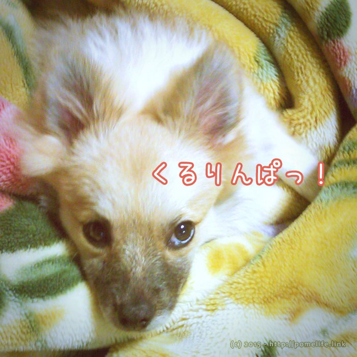 毛布にくるまれるポメラニアン