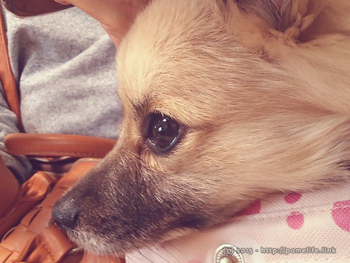 キャリーに入るポメラニアン