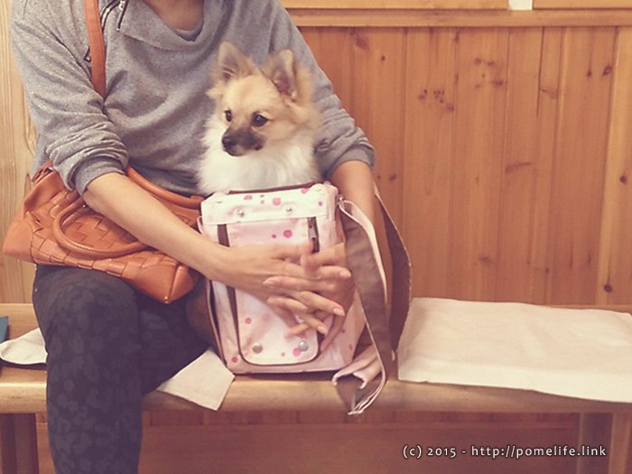 小さなキャリーにはいるポメラニアン