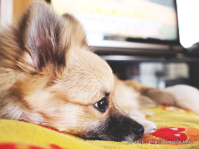 疲れたポメラニアン