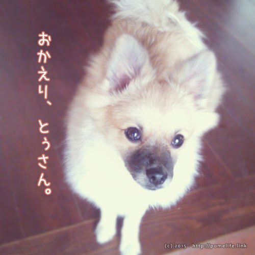 お出迎えするポメラニアン