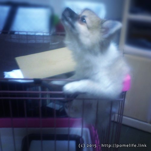 脱走をはかるポメラニアン