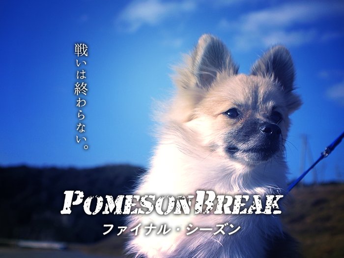 ポメラニアンの脱走、ポメズンブレイク