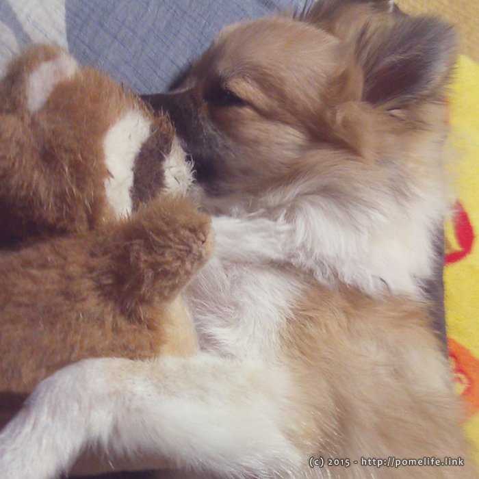 ぬいぐるみとお昼寝するポメラニアン