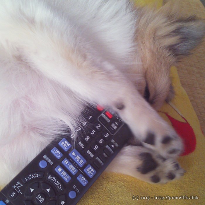 リモコン抱えて眠るポメラニアン