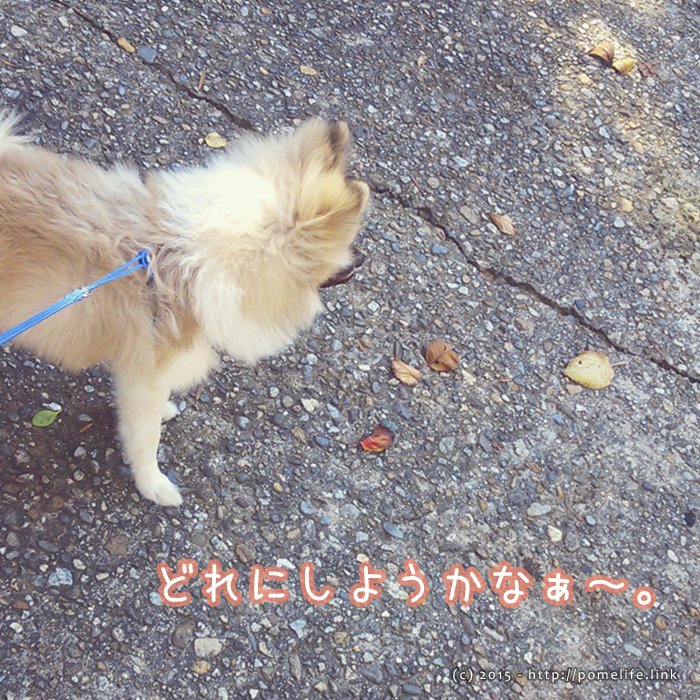 葉っぱを選ぶポメラニアン