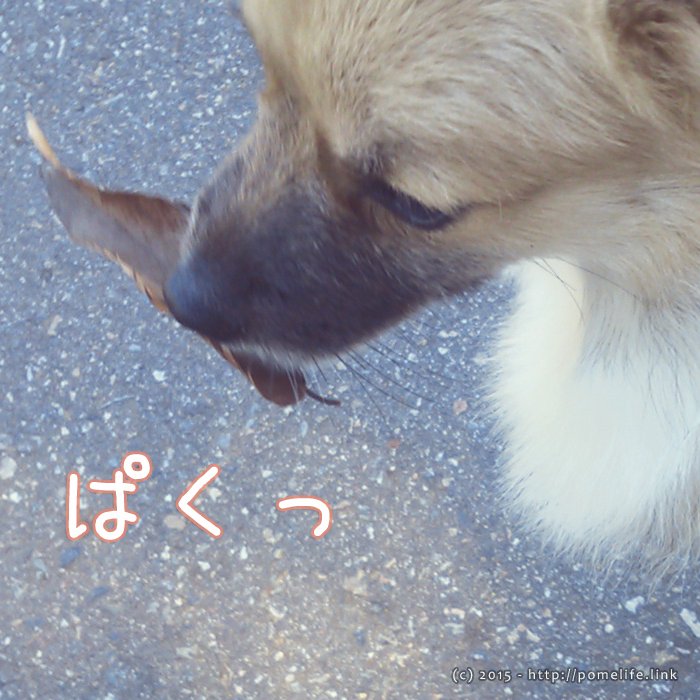 葉っぱをくわえるポメラニアン