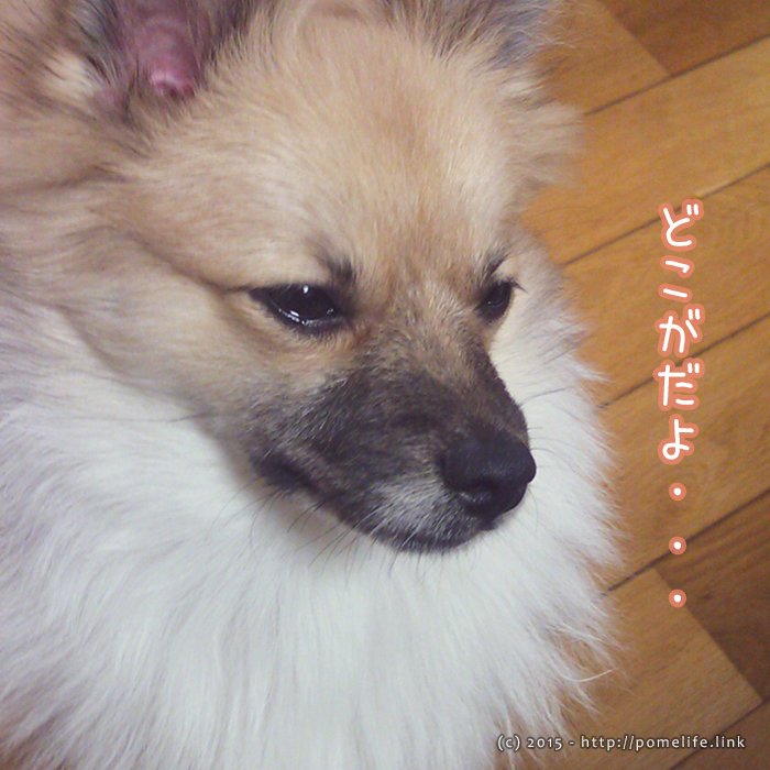 納得いかないポメラニアン。