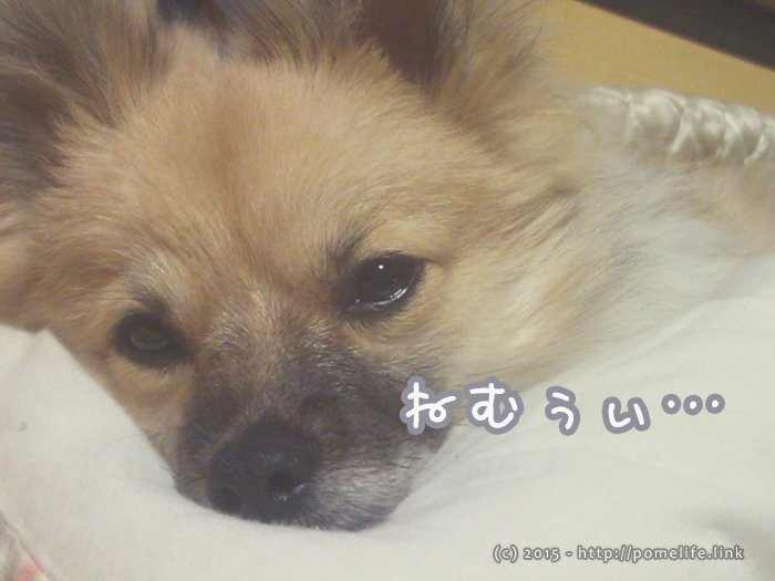 眠いポメラニアン。