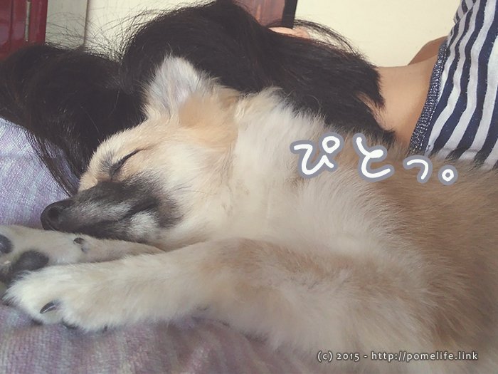 飼い主に寄り添って寝るポメラニアン。