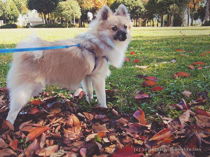 カサカサが大好きなポメラニアン