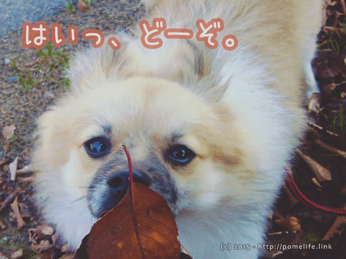 葉っぱをくわえたポメラニアン