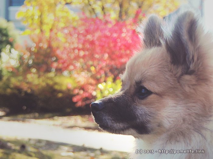 秋の公園を満喫するポメラニアン
