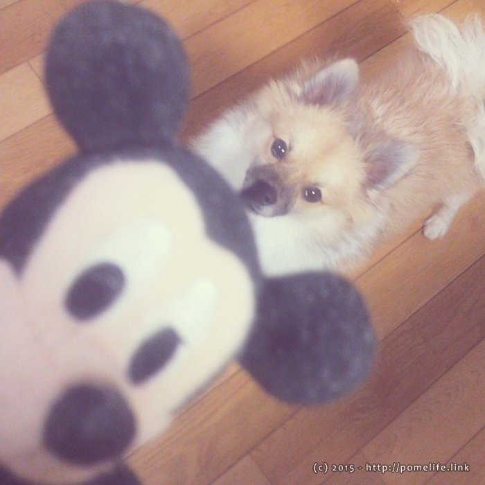 ポメラニアンとミッキーマウス