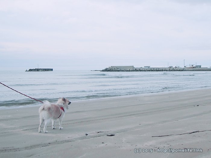 海を散歩するポメラニアン