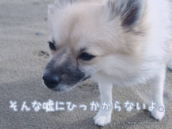 嘘を見破るポメラニアン