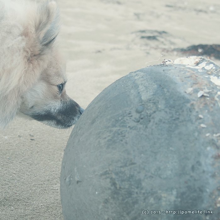 漂流物が気になるポメラニアン