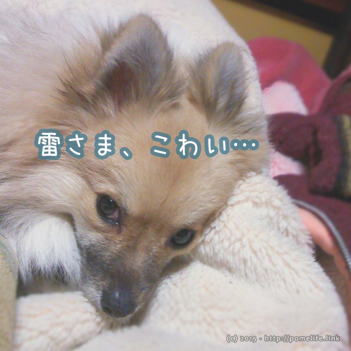 雷をこわがるポメラニアン