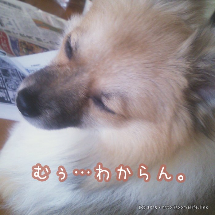 新聞が読めなかったでかぽめ