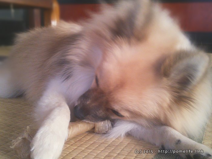 ほねっこかじるポメラニアン