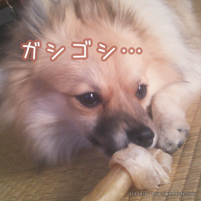 ポメラニアンとほねっこ。