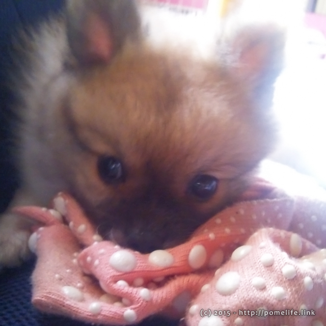 靴下をかむポメラニアンの子犬