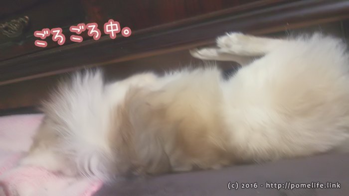 年明けからまったり中のポメラニアン。