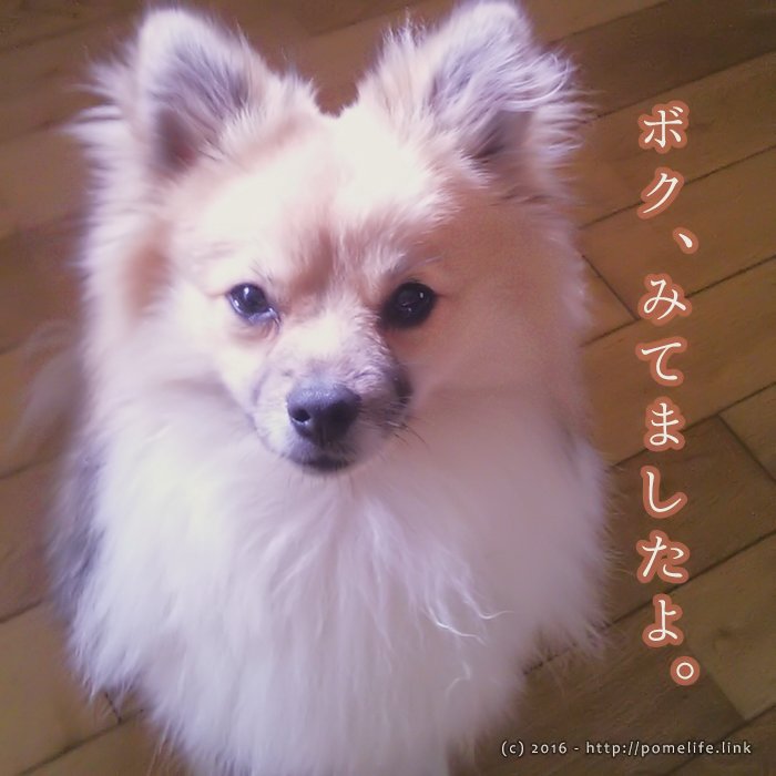 ボクは見てました。