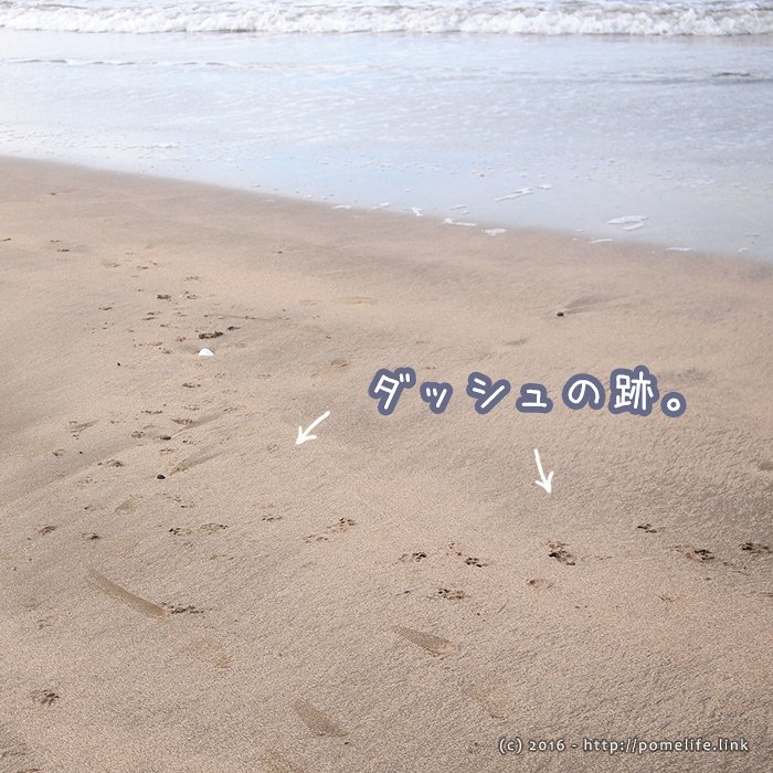 ポメラニアンのダッシュのあと。