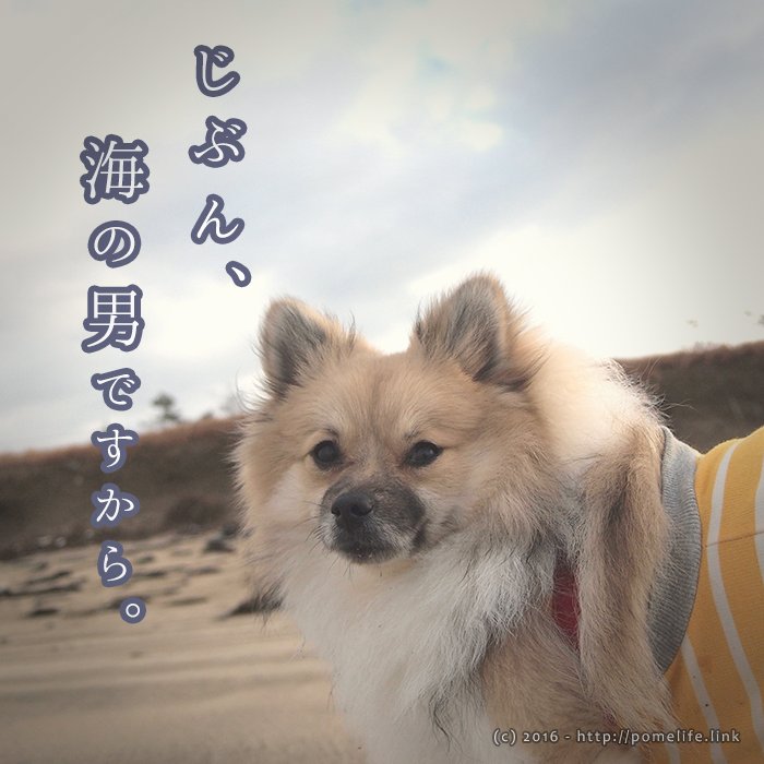 海の男的なポメラニアン。