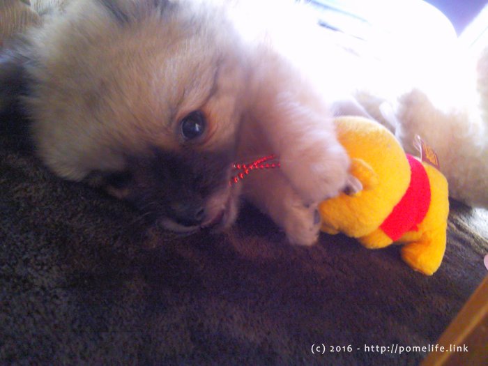 あかちゃんぽめこじ