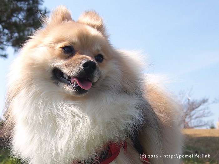 1歳になったポメラニアンぽめこじ
