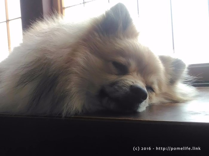 眠りこけるポメラニアン