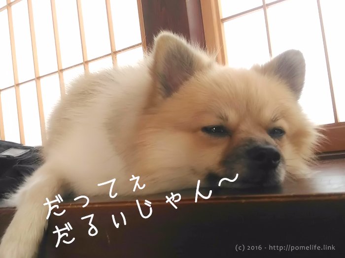 だるそうなポメ