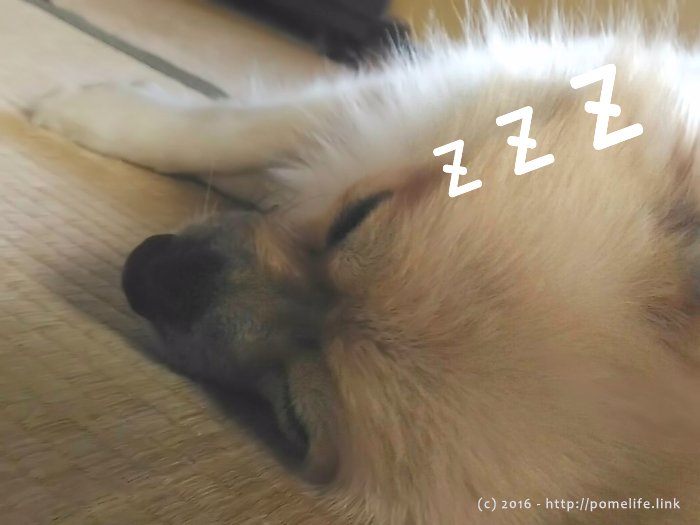 お昼寝中のポメ