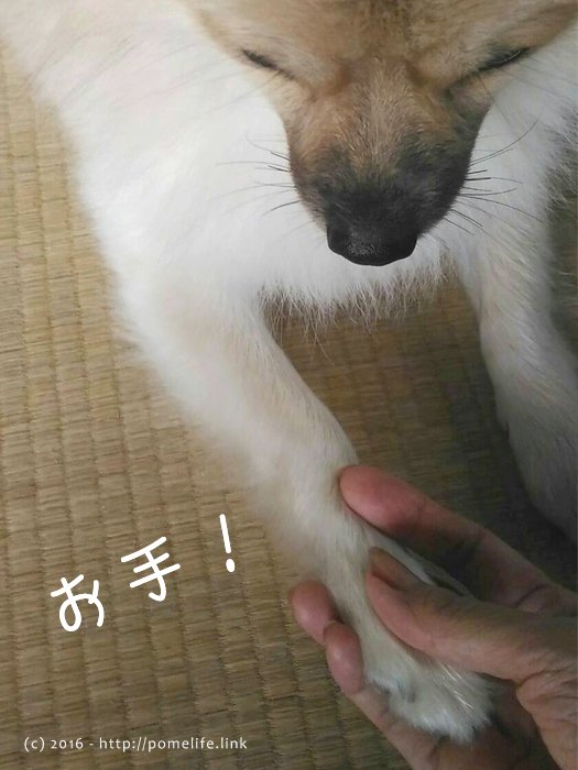 お手するポメラニアン。