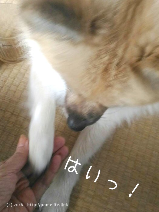 ふせしながらお手をするポメラニアン