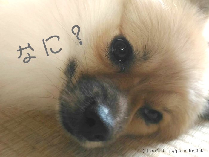 寝起きポメラニアン