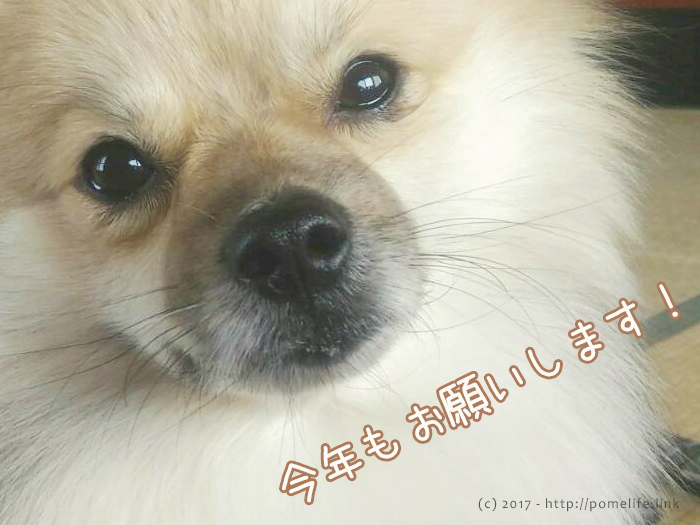 アップなポメラニアン